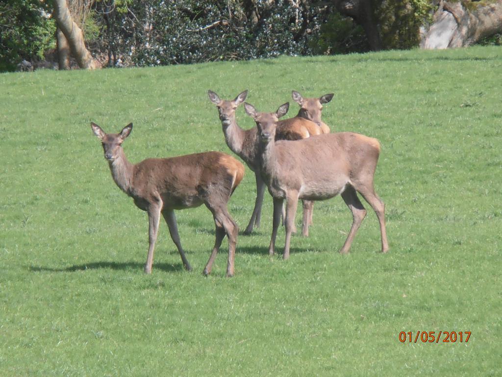 קיל איירן Larkfield House B&B, Ballycasheen Kerry V93 Wd51 מראה חיצוני תמונה